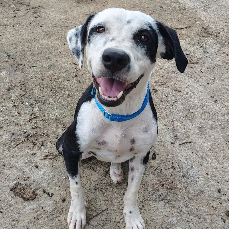 An adult medium-sized male Pit Bull Terrier dog named Panda for adoption in Vieques, PR