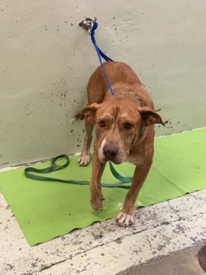 An adult large-sized male Staffordshire Bull Terrier dog named Benjamin for adoption in Houston, TX