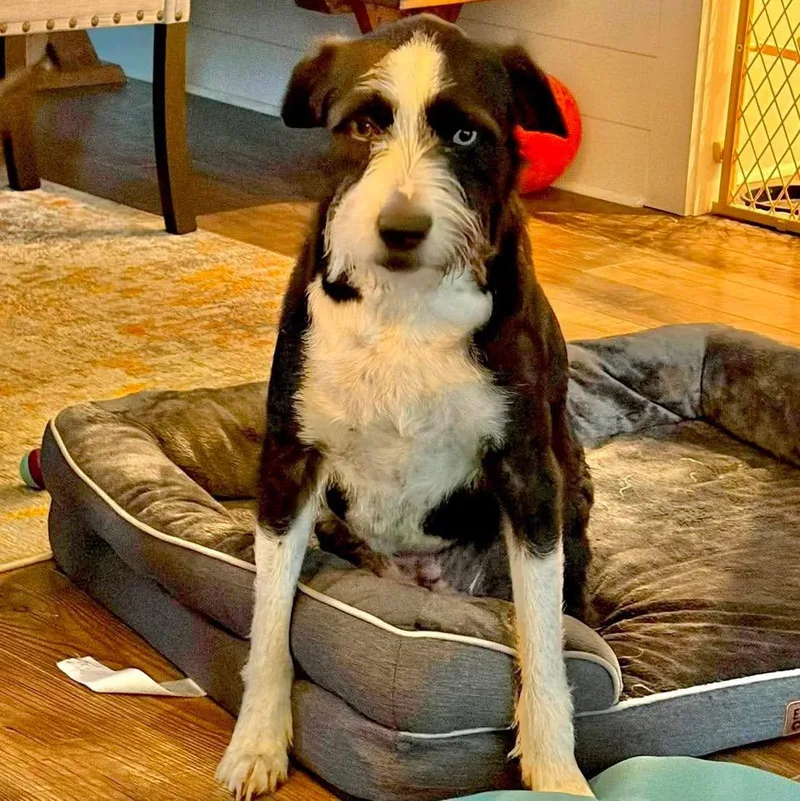 An adult large-sized female Border Collie dog named Holly for adoption in Grand Bay, AL