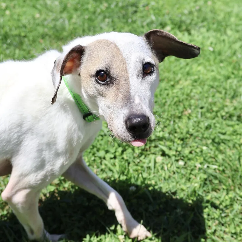 An adult small-sized male White / Cream Mixed Breed dog named Lucky for adoption in Briarcliff Manor, NY