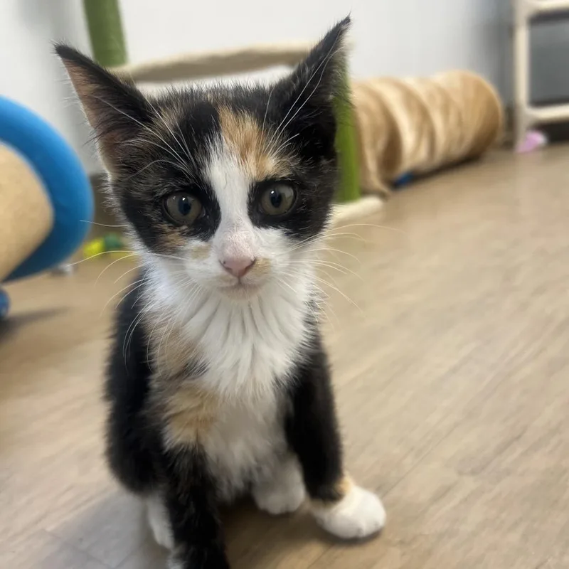 A baby small-sized female Calico Domestic Short Hair cat named Trinity for adoption in Oneonta, NY
