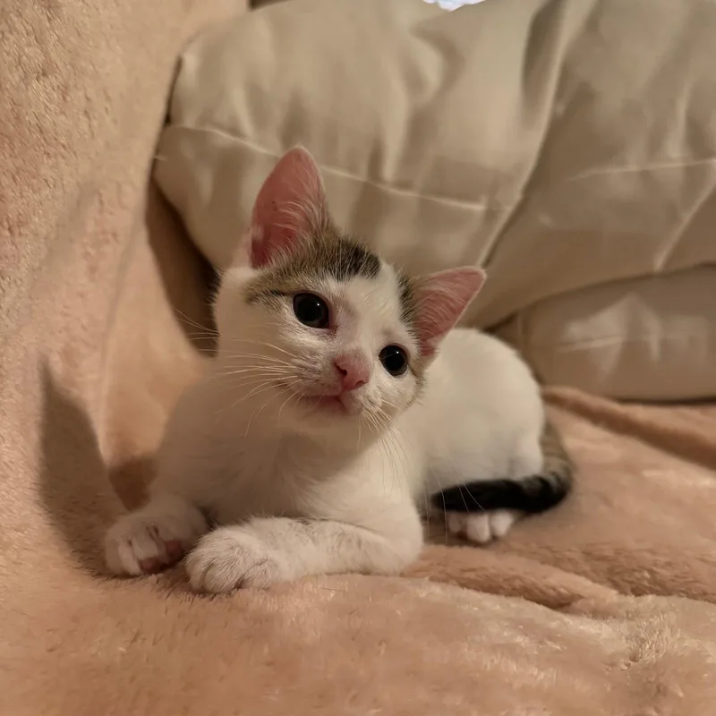 A baby medium-sized female Tabby (Buff / Tan / Fawn) Domestic Short Hair cat named Sprinkles for adoption in Sunrise, FL