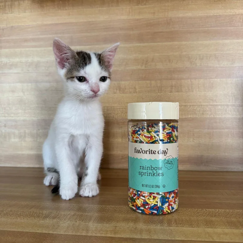 Sprinkles thumbnail 2