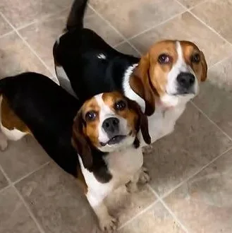 An adult medium-sized male Tricolor (Brown, Black, & White) Beagle dog named Max & Ruby for adoption in Marseilles, IL