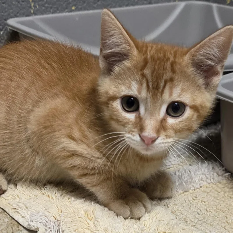 A baby medium-sized male Orange / Red Domestic Short Hair cat named Okiedoke for adoption in Gainesville, TX