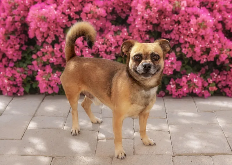 A young small-sized male Brown / Chocolate Pug dog named Bugsy for adoption in El Cajon, CA
