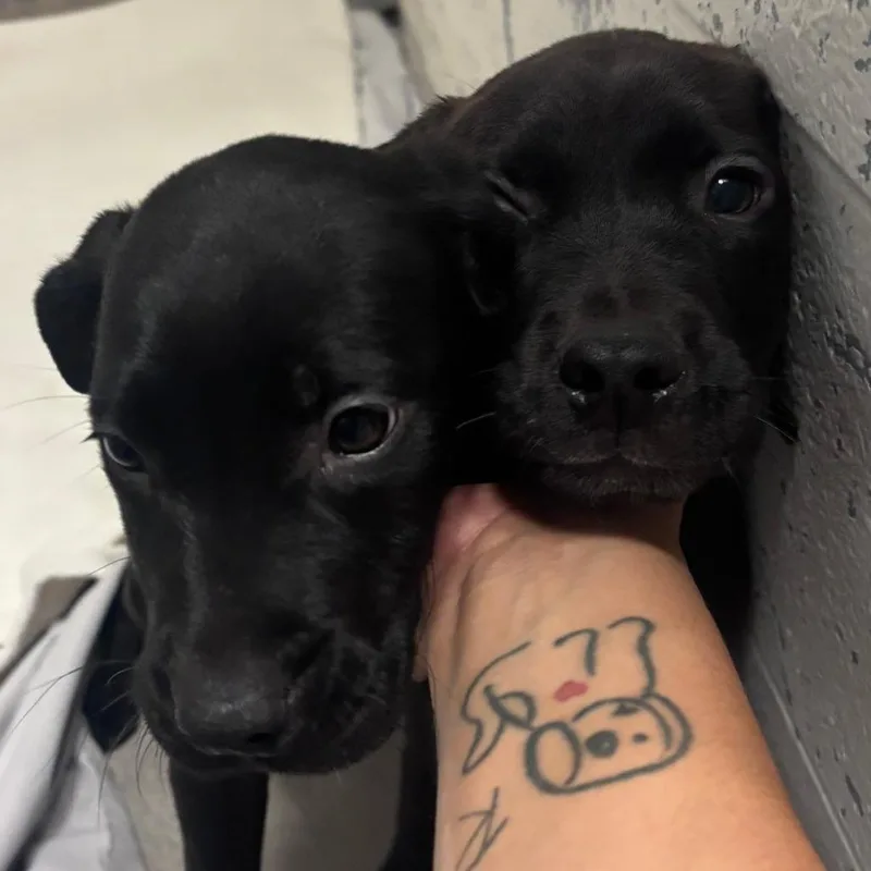 A baby small-sized male Black Labrador Retriever dog named Louis for adoption in Indianapolis, IN