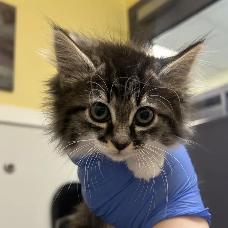 A baby small-sized female Brown / Chocolate Domestic Long Hair cat named Neigh for adoption in Charlottesville, VA