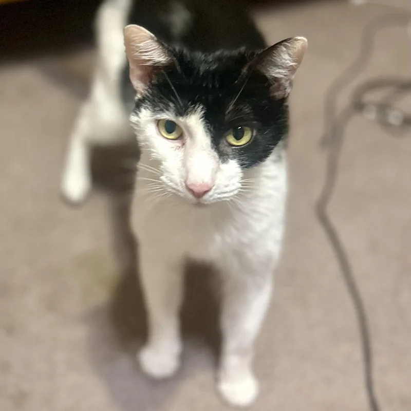 Little Jack thumbnail 2