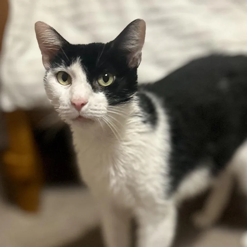 Little Jack thumbnail 3