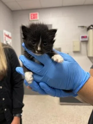 A baby small-sized male Domestic Short Hair cat named Abaco for adoption in Gastonia, NC