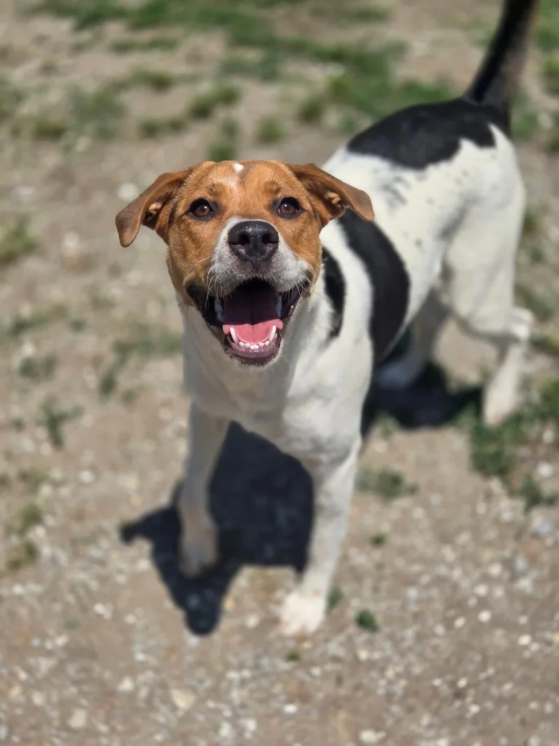 A young medium-sized female Hound dog named Roxie for adoption in Chatsworth, GA