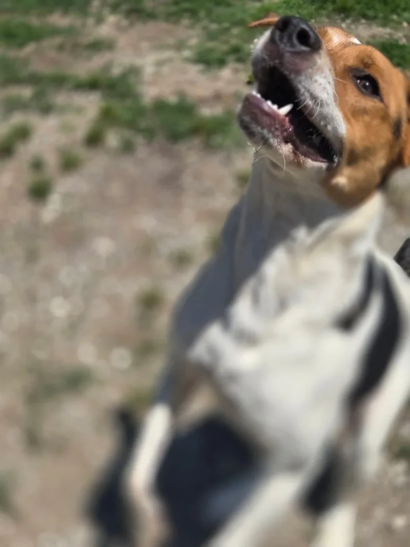 Roxie thumbnail 3