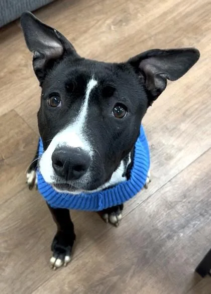 Starfire thumbnail 2