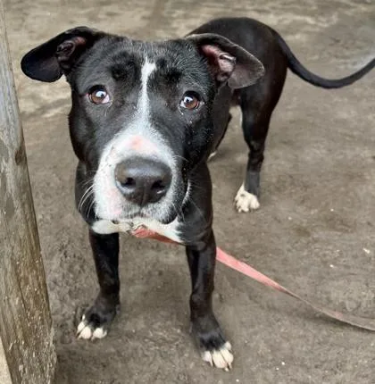 Starfire thumbnail 3