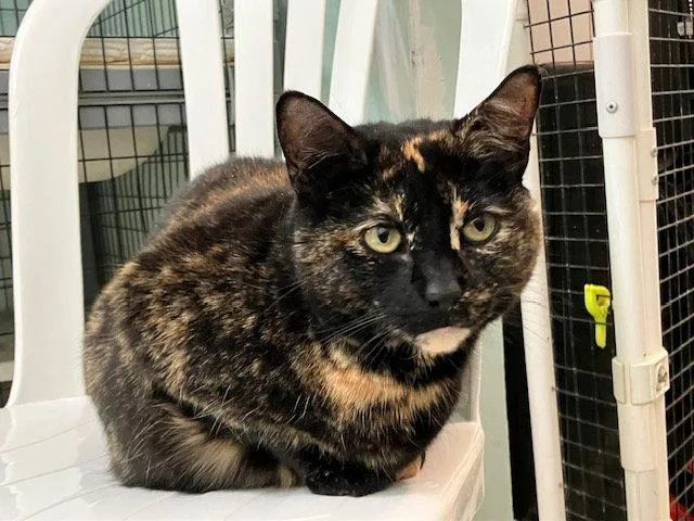 An adult medium-sized female Torbie cat named Ladybug for adoption in Chicago, IL