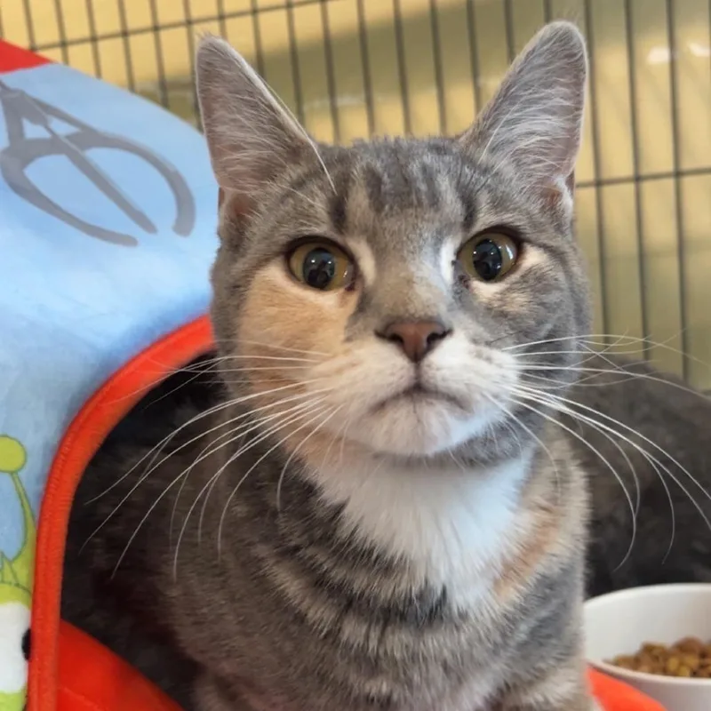 A young medium-sized female Calico Domestic Short Hair cat named Hazel for adoption in Saint Charles, MO