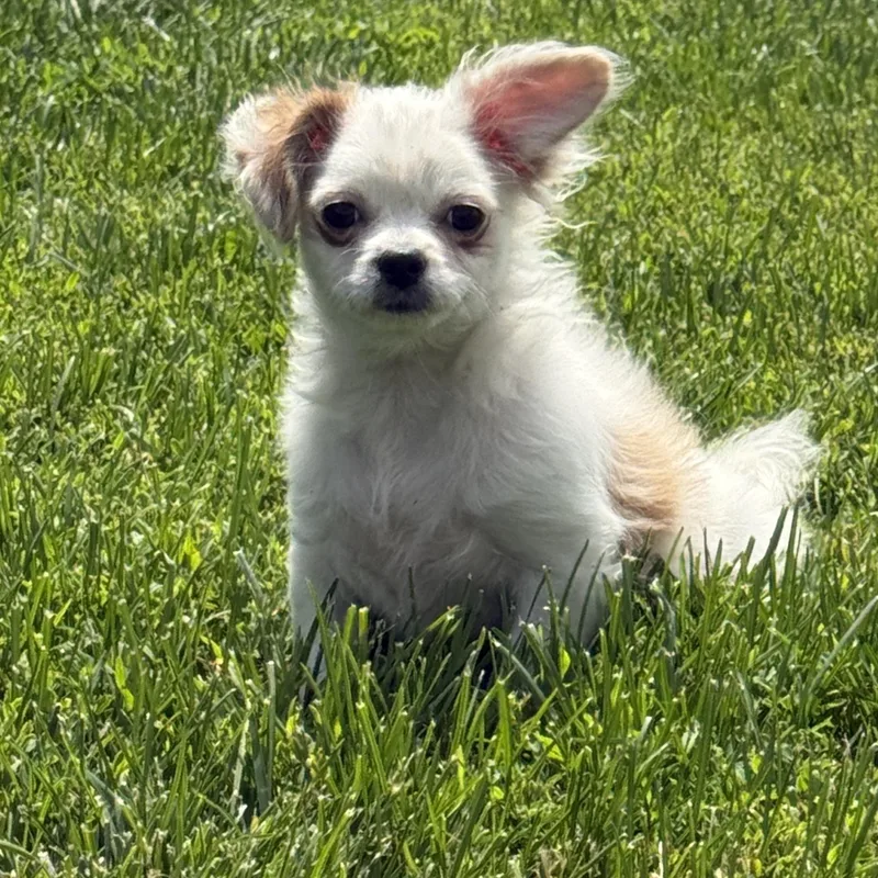A young small-sized female Pomeranian dog named Stephanie for adoption in Brazil, IN