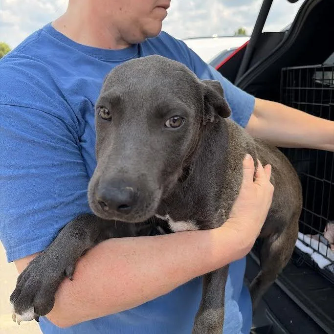 A baby small-sized male Gray / Blue / Silver Weimaraner dog named Asher for adoption in Marshall, TX