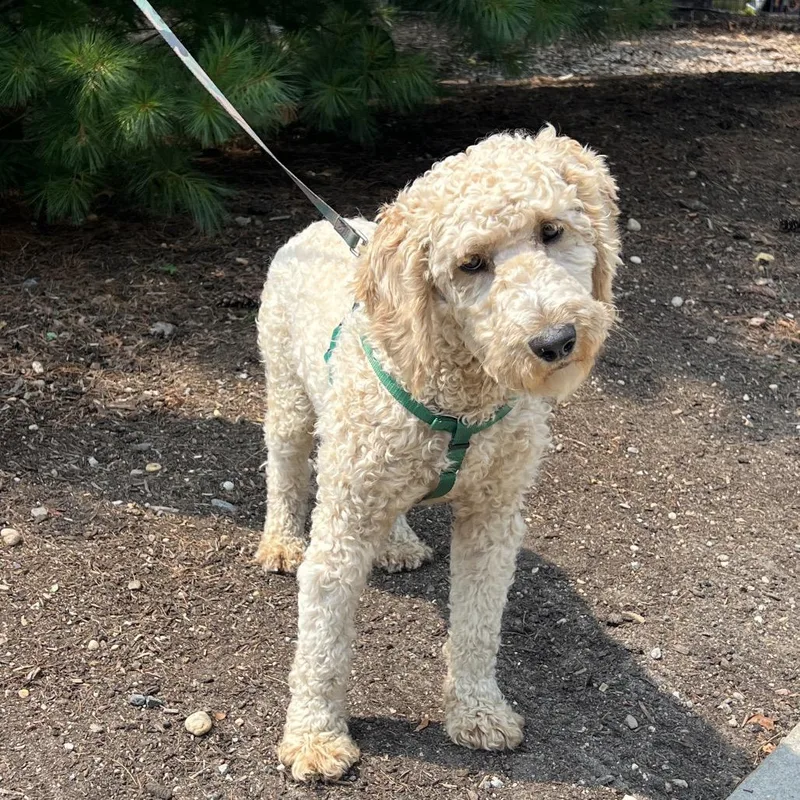 A young medium-sized male Yellow / Tan / Blond / Fawn Golden Retriever dog named Felix for adoption in East Hampton, NY