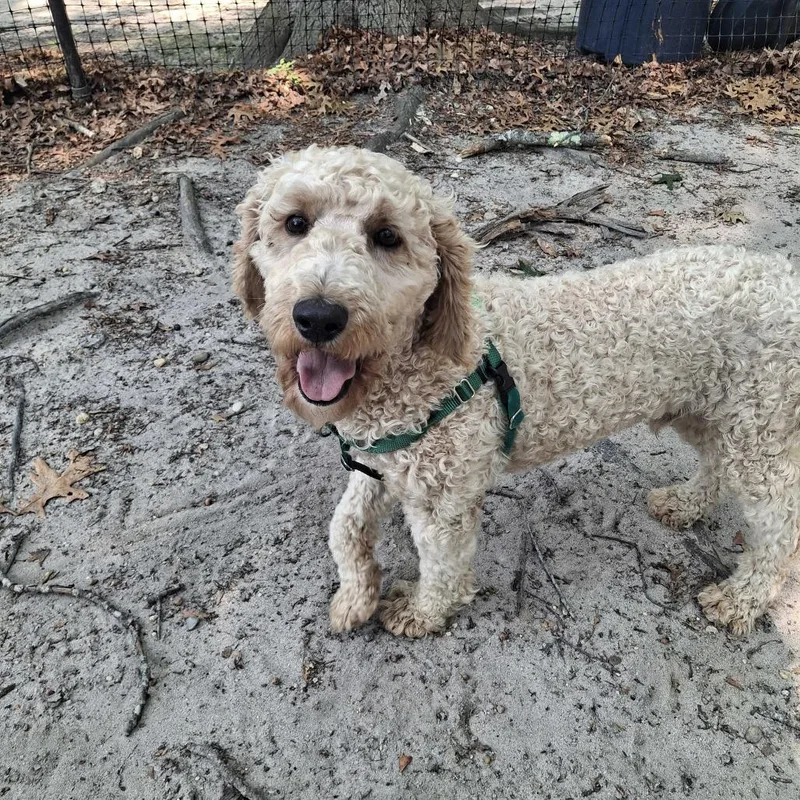 Felix thumbnail 5