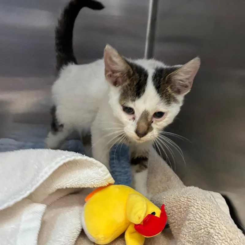 A baby small-sized male White Domestic Short Hair cat named Toad for adoption in Newark, NJ