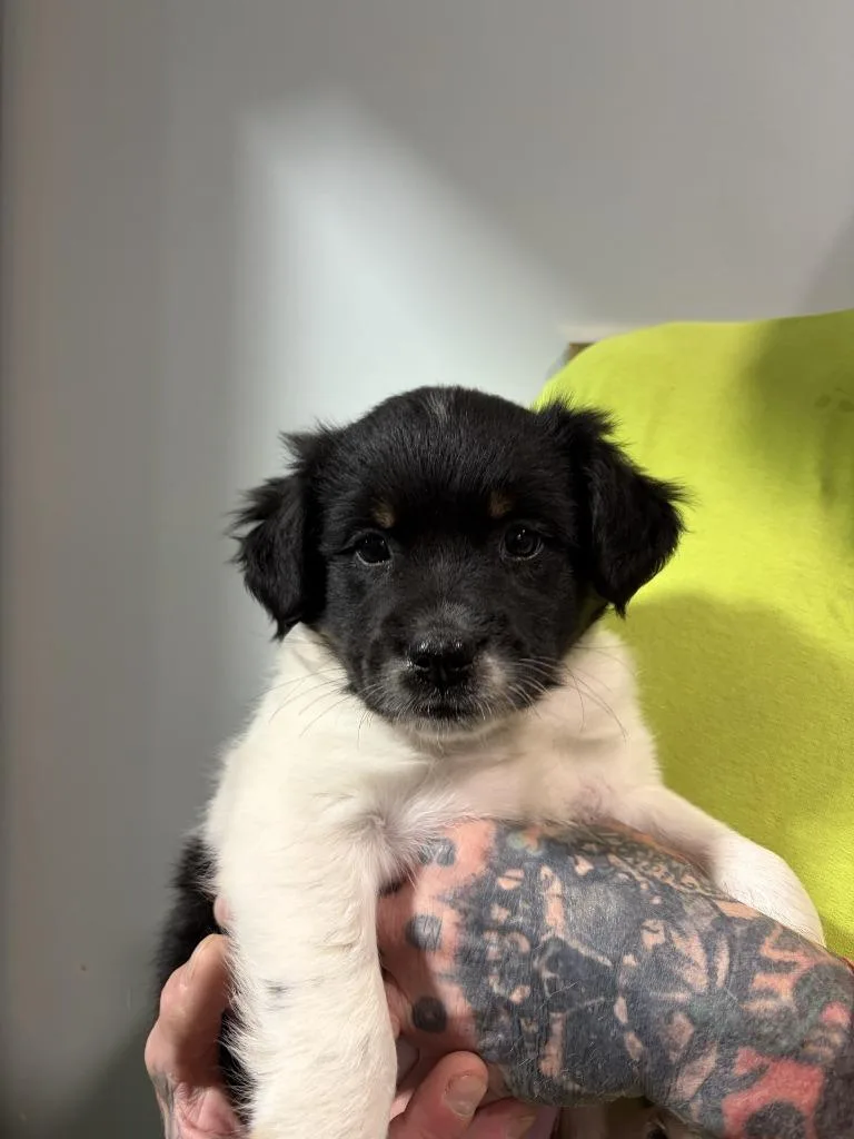 Maisie