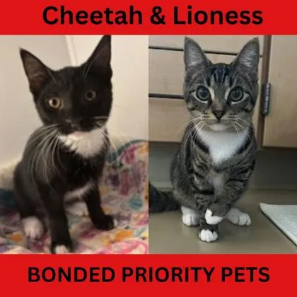 Cheetah  `a Priority