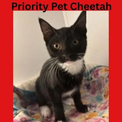 Cheetah  `a Priority thumbnail 2