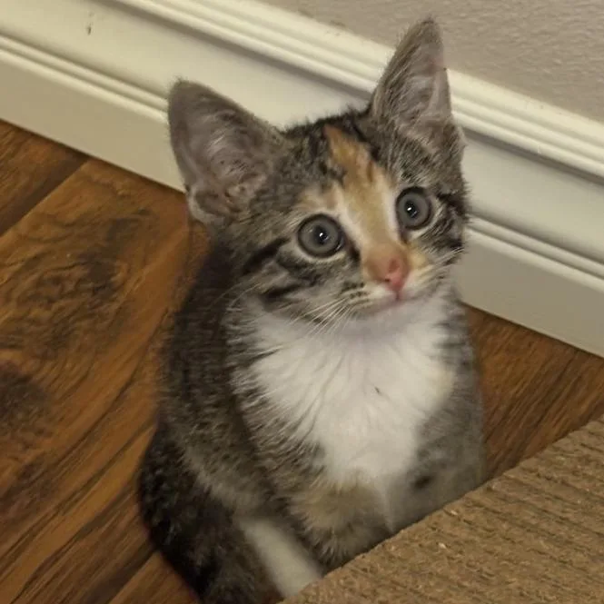 A baby small-sized female Torbie Domestic Short Hair cat named Pho for adoption in Westminster, CA