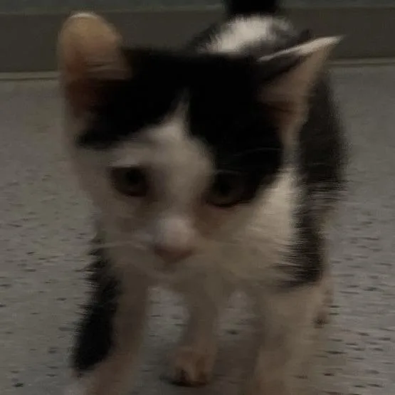 A baby small-sized male Black Domestic Short Hair cat named Finn for adoption in Shawnee, KS