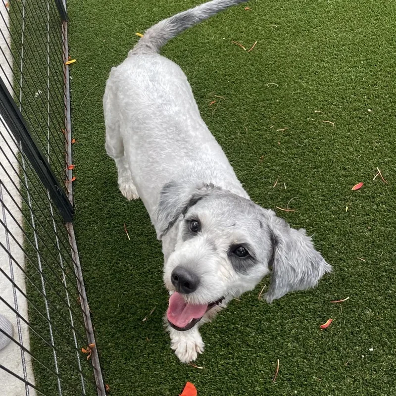 Frankie