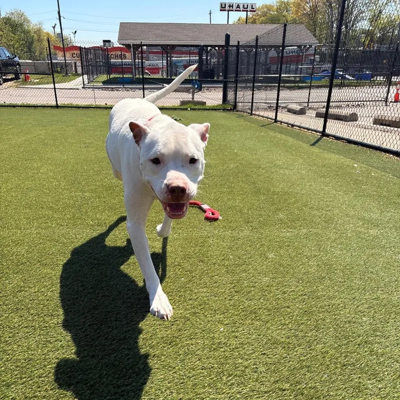 An adult medium-sized male White / Cream Mixed Breed dog named Maui for adoption in Philadelphia, PA