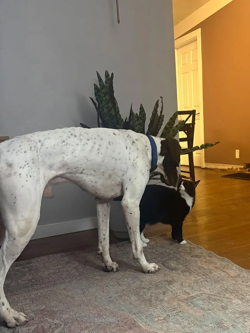 An adult large-sized male German Shorthaired Pointer dog named Bones for adoption in Fayetteville, AR