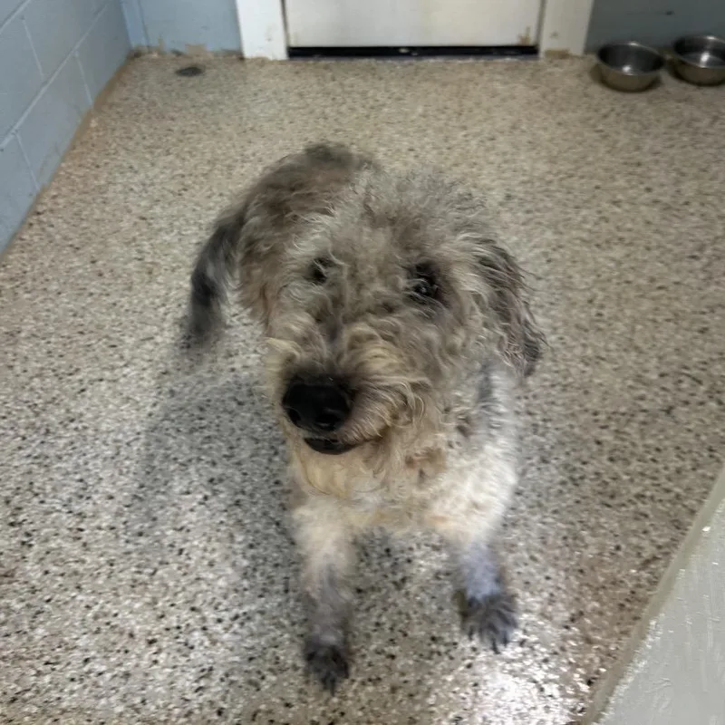 An adult medium-sized male Gray / Blue / Silver Standard Poodle dog named Jd for adoption in LOXAHATCHEE, FL