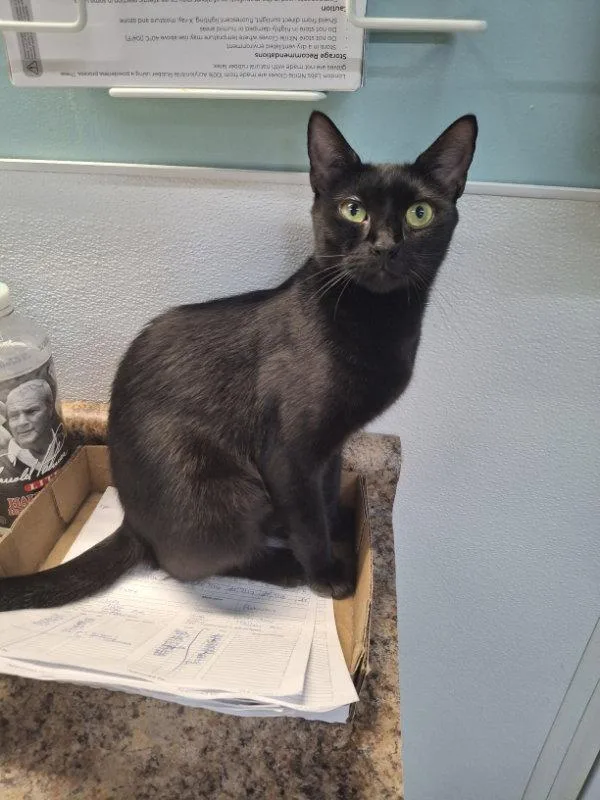 A young medium-sized female Black Domestic Short Hair cat named Fiji for adoption in Gonic, NH