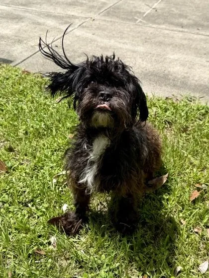 An adult small-sized female Mixed Breed dog named Tracy for adoption in New Orleans, LA