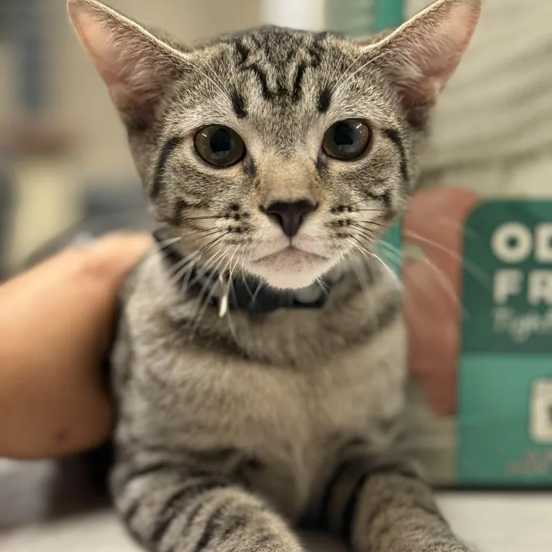 A young small-sized male American Shorthair cat named Weller for adoption in Hillsborough, NC