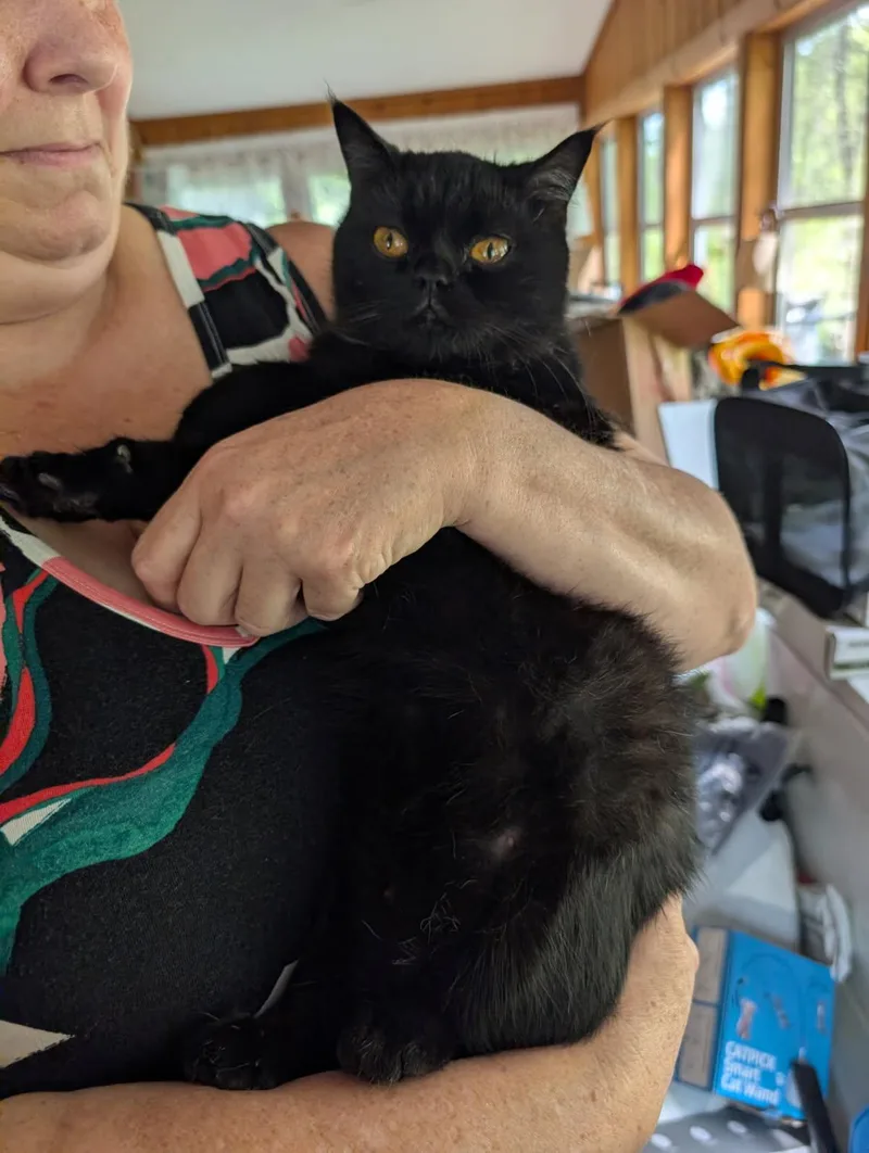 An adult medium-sized female Black Exotic Shorthair cat named Sabian for adoption in Ypsilanti, MI