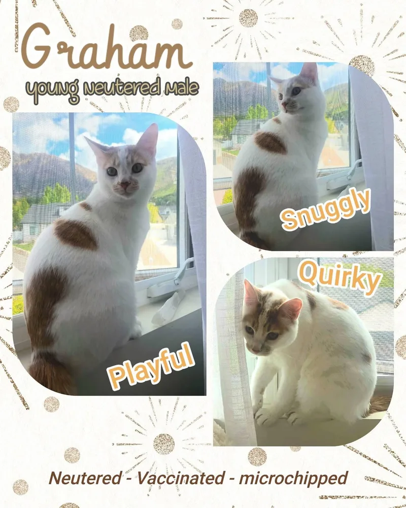 A young large-sized male White Domestic Short Hair cat named Graham for adoption in Brigham City, UT