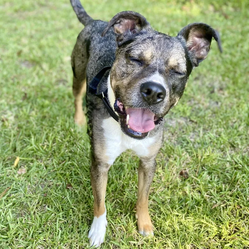 An adult medium-sized male Black Catahoula Leopard Dog dog named Chai for adoption in Houston, TX