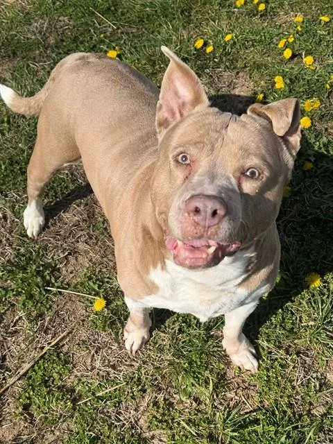 An adult large-sized female Pit Bull Terrier dog named Serta for adoption in Saint Peters, MO