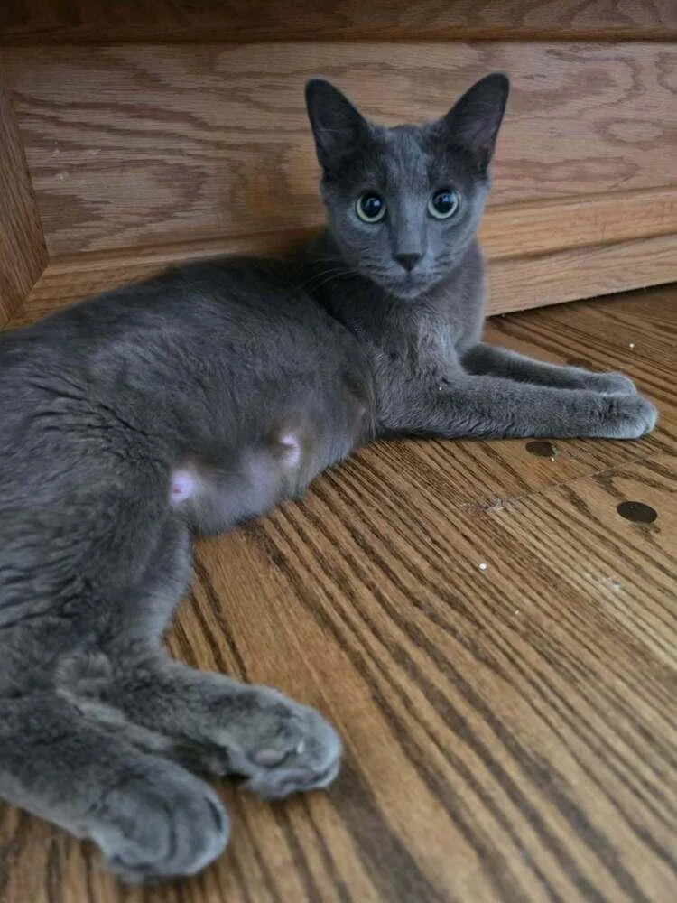 A young small-sized female Russian Blue cat named Bendita for adoption in Chicago, IL