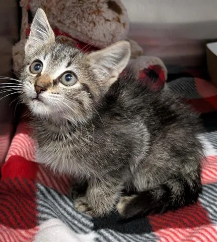 A baby small-sized female Domestic Short Hair cat named Jojo for adoption in San Martin, CA