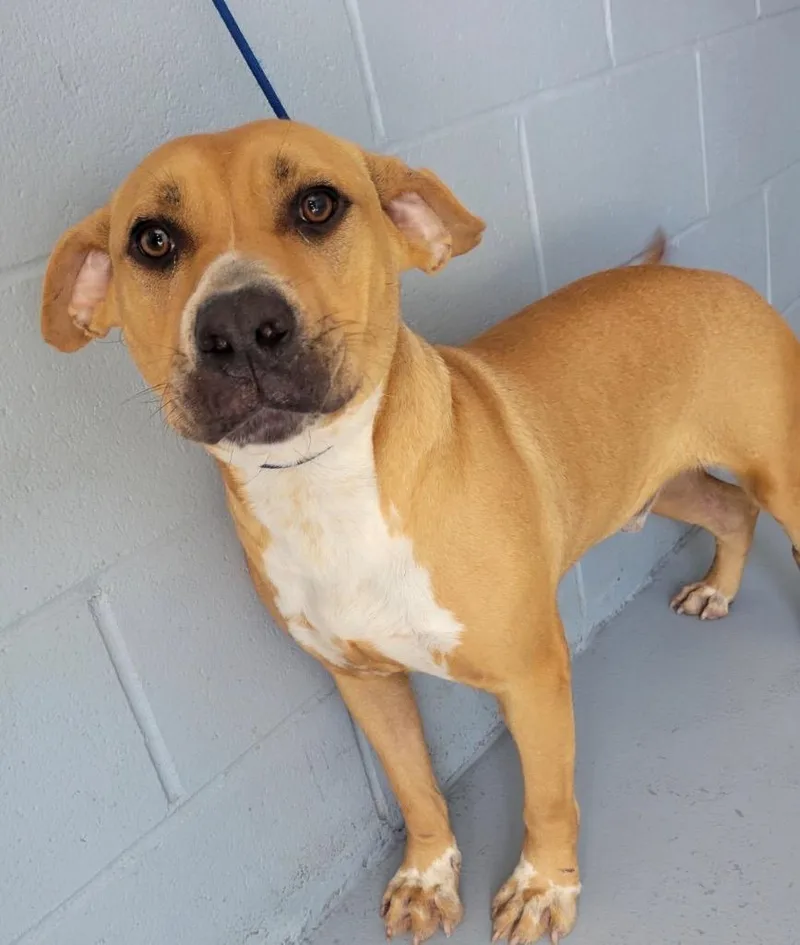 A young large-sized male Pit Bull Terrier dog named Mace for adoption in Greenwood, MS