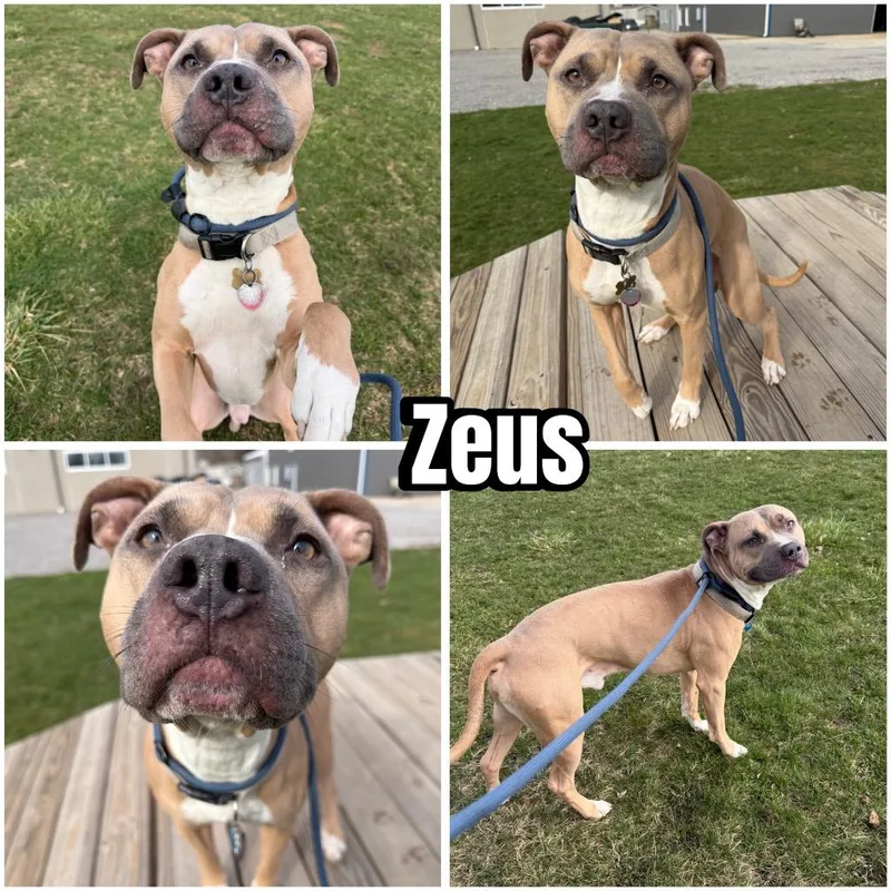 Zeus thumbnail 2