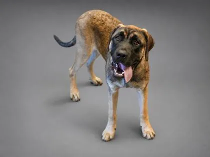 A young large-sized male Mastiff dog named Little bit~SPONSORED! for adoption in Bowling Green, KY