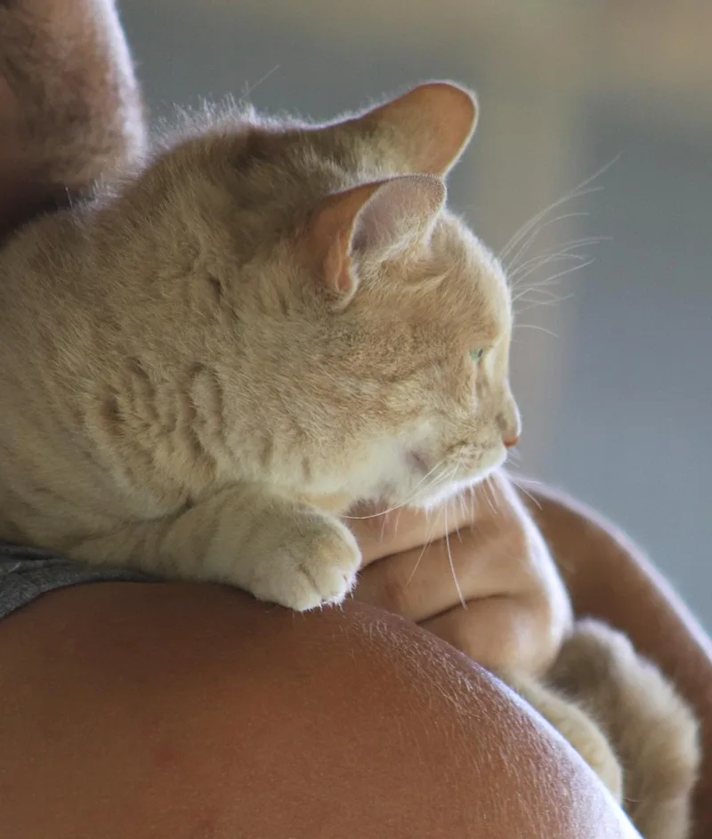 An adult medium-sized female Domestic Short Hair cat named Sunshine for adoption in North Fort Myers, FL