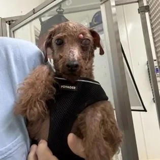 An adult small-sized male Red / Chestnut / Orange Miniature Poodle dog named Rusty for adoption in Phoenixville, PA