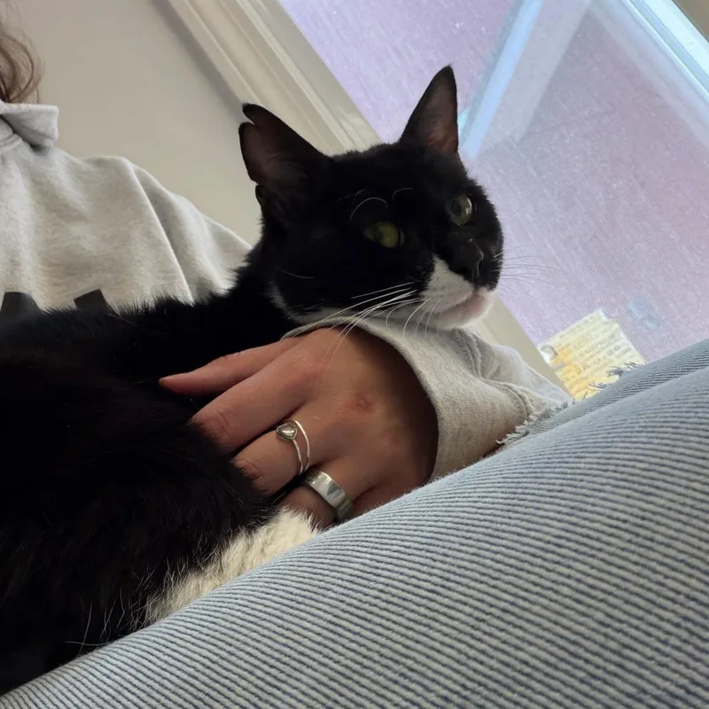 An adult medium-sized male Black Domestic Medium Hair cat named Go Danny Go! for adoption in Morrisville, VT